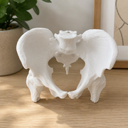 Realistic Anatomical Pelvis Model for Anatomy Study, Educational Demonstration and Desktop Display — main product view