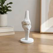 Anatomical Human Knee Joint Model with Stable Display Base, Detailed Bone Structure for Study Reference and Desktop Decoration — main product view