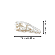 Dinosaur Skull Sculpture Prehistoric Fossil Replica Home Desktop and Shelf Display Decor Ornament — dimensions