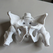 Realistic Anatomical Pelvis Model for Anatomy Study, Educational Demonstration and Desktop Display — additional product view