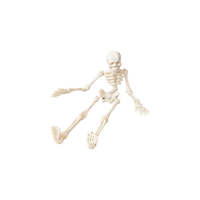 Poseable Articulated Skeleton Spooky Holiday Decor Ornament with Movable Joints — white background