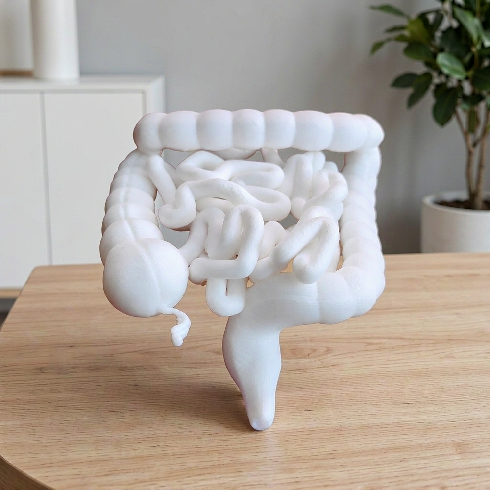 Human Small and Large Intestine Anatomical Educational Display Model With Appendix — main product view