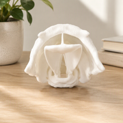 Human Upper Airway Anatomical Model for Anatomy Learning and Intubation Training — main product view