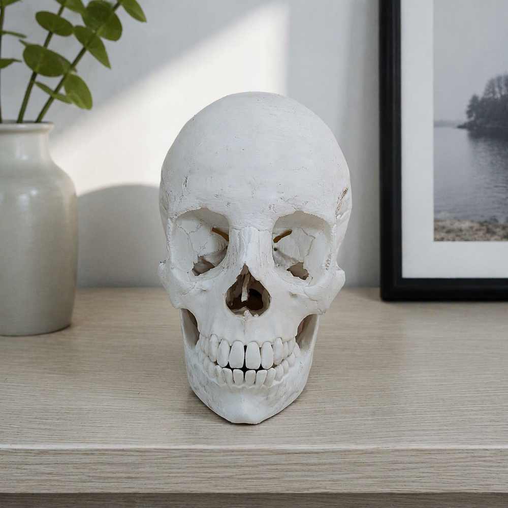 Realistic Anatomical Human Skull Statue, Desktop and Home Display Decor Ornament — additional product view