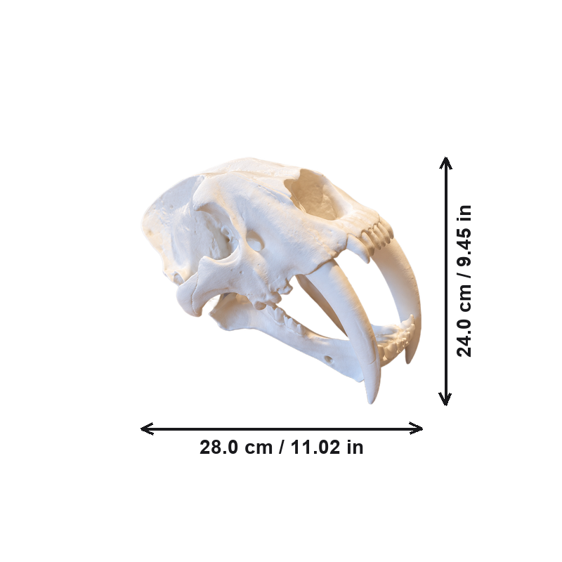 Detailed Saber-Toothed Animal Skull Sculpture, Prehistoric Replica for Home Display Decor — dimensions