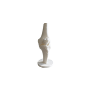 Anatomical Human Knee Joint Model with Stable Display Base, Detailed Bone Structure for Study Reference and Desktop Decoration — white background