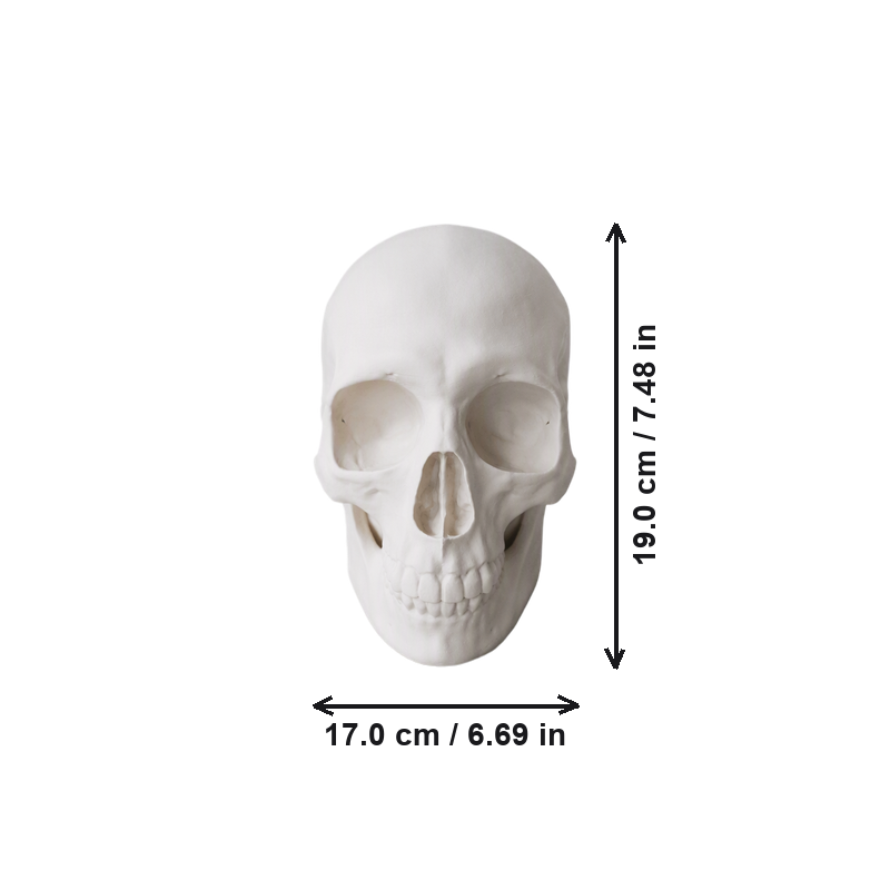 Realistic Detailed Human Skull Statue Halloween Home Party Desktop Decor Ornament — dimensions
