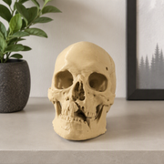 Matte Realistic Detailed Human Skull Sculpture Decorative Statue for Home Shelf and Tabletop Display — main product view