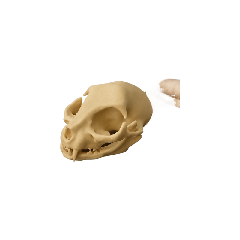 Cat Skull Head Sculpture, Desktop Home Display Decor for Halloween and Themed Projects — white background