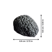 Textured Brain Shape Decorative Statue, Freestanding Display Figurine for Home Office Desktop and Shelf Decor — white background