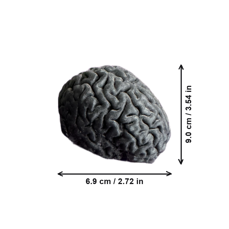Textured Brain Shape Decorative Statue, Freestanding Display Figurine for Home Office Desktop and Shelf Decor — white background