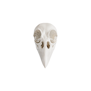 Realistic Raven Skull Ornament Gothic Home Decor for Holiday Tabletop Display — white background