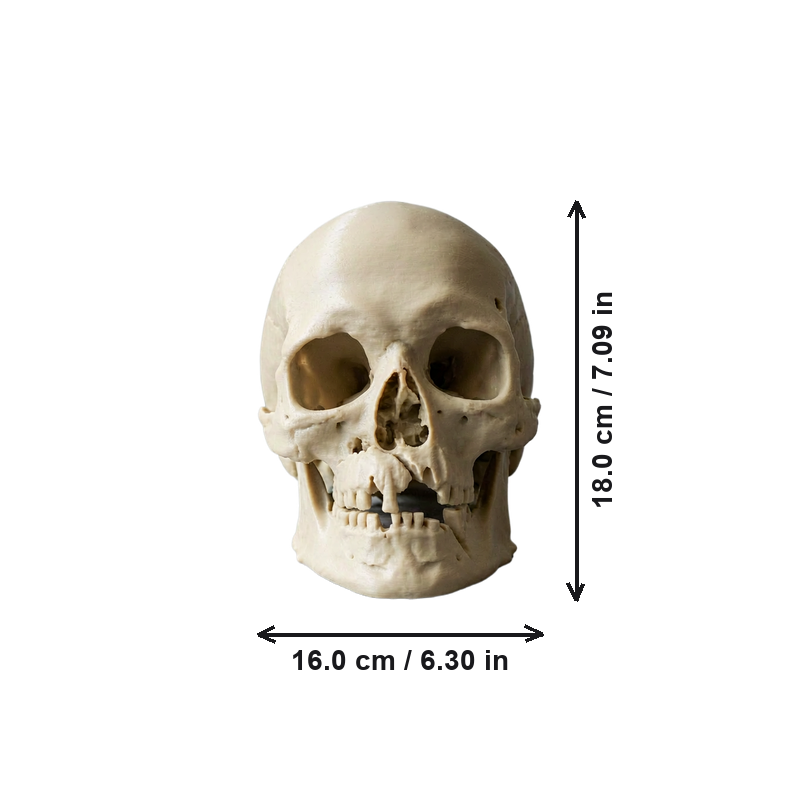 Matte Realistic Detailed Human Skull Sculpture Decorative Statue for Home Shelf and Tabletop Display — dimensions
