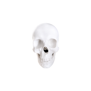 Realistic Detailed Human Skull Decorative Figurine Spooky Themed Home Shelf Desk Holiday Display Accent — white background