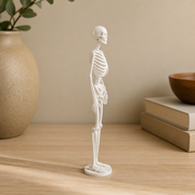 Full-Body Human Skeleton Anatomy Statue Desktop Display Ornament for Home and Study Decor — product scene