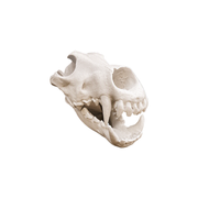 Realistic Detailed Wolf Skull Replica Sculpture - Home Shelf Display Desktop Decor Collectible Piece — white background