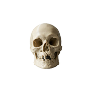 Matte Realistic Detailed Human Skull Sculpture Decorative Statue for Home Shelf and Tabletop Display — white background