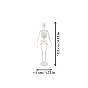 Full-Body Human Skeleton Anatomy Statue Desktop Display Ornament for Home and Study Decor — dimensions