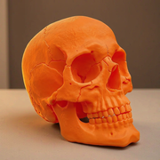 Realistic Detailed Skull Figurine, Decorative Skeleton Piece for Home Shelf Display and Holiday Decoration — product scene
