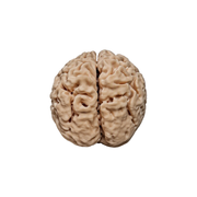 Realistic Detailed Human Brain Anatomy Model Desktop Display Decor for Home and Science Themed Spaces — white background