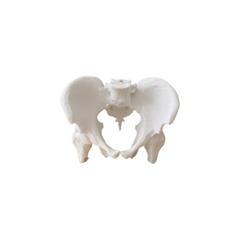 Realistic Anatomical Pelvis Model for Anatomy Study, Educational Demonstration and Desktop Display — white background