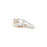 Dinosaur Skull Sculpture Prehistoric Fossil Replica Home Desktop and Shelf Display Decor Ornament — white background