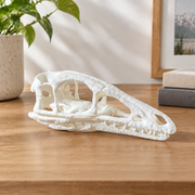 Dinosaur Skull Sculpture Prehistoric Fossil Replica Home Desktop and Shelf Display Decor Ornament — main product view