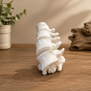 Spine Shape Decorative Ornament with Stable Round Base for Aquarium Landscape, Desktop and Shelf Display — product scene