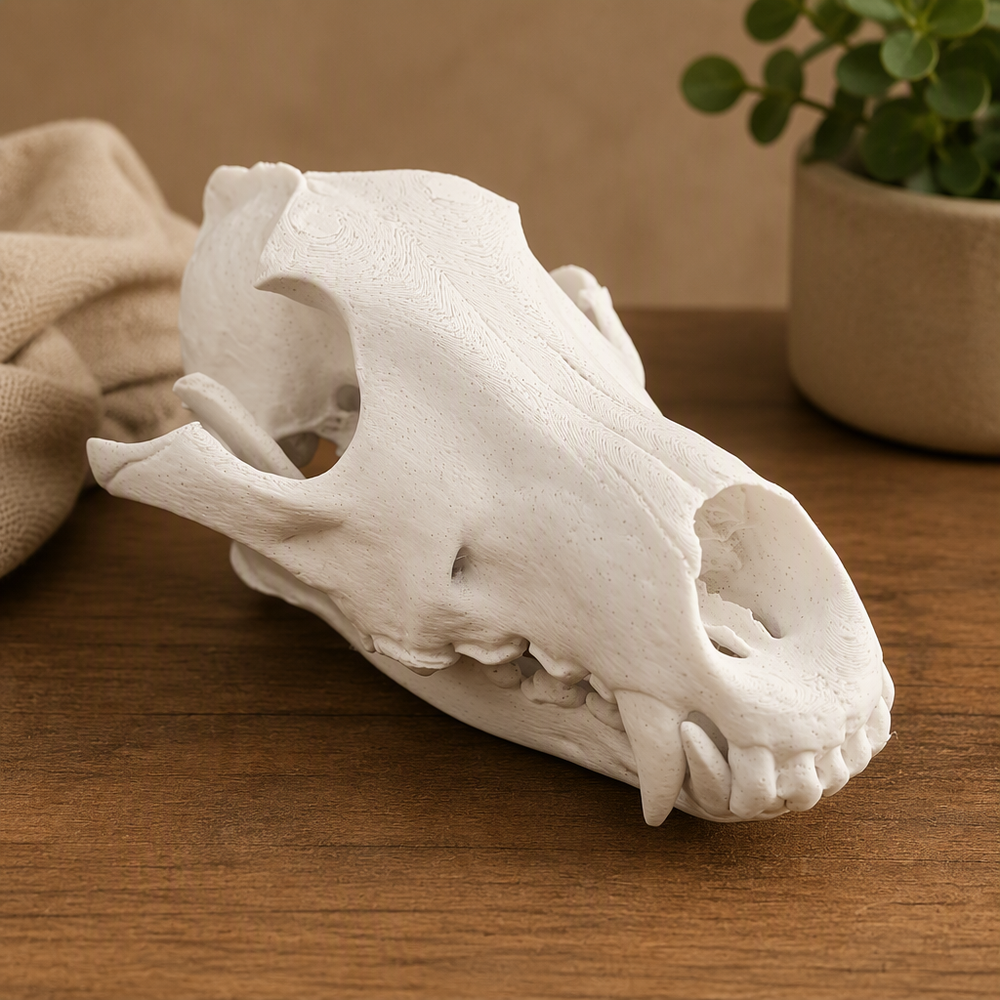 Realistic Detailed Wolf Skull Replica Sculpture - Home Shelf Display Desktop Decor Collectible Piece — product scene