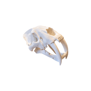 Detailed Saber-Toothed Animal Skull Sculpture, Prehistoric Replica for Home Display Decor — white background