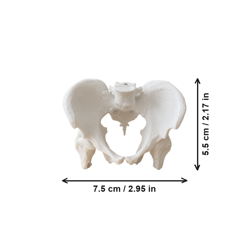 Realistic Anatomical Pelvis Model for Anatomy Study, Educational Demonstration and Desktop Display — dimensions