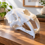 Detailed Saber-Toothed Animal Skull Sculpture, Prehistoric Replica for Home Display Decor — main product view
