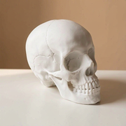 Realistic Anatomical Human Skull Statue, Desktop and Home Display Decor Ornament — product scene