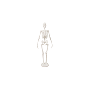 Full-Body Human Skeleton Anatomy Statue Desktop Display Ornament for Home and Study Decor — white background