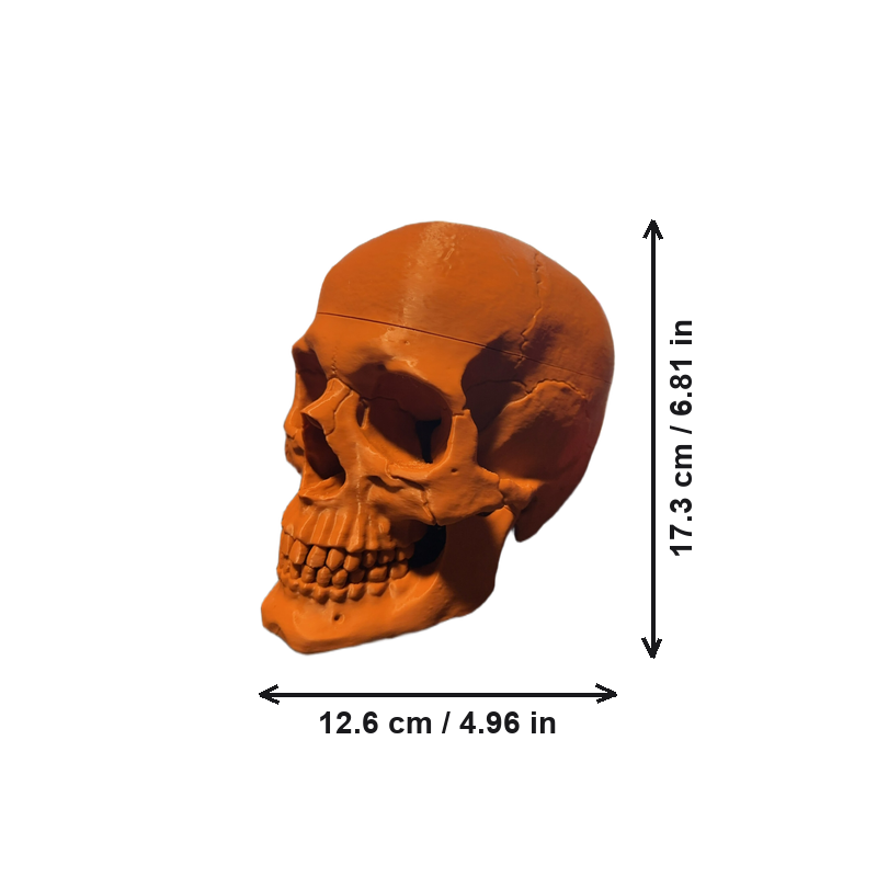 Realistic Detailed Skull Figurine, Decorative Skeleton Piece for Home Shelf Display and Holiday Decoration — white background