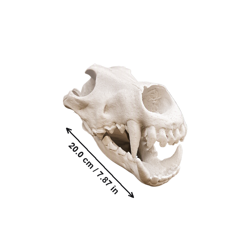 Realistic White Wolf Skull Replica Sculpture Animal Home Decor Shelf Display Collectible