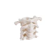 Cervical Vertebra Shaped Pen Holder, Novelty Desktop Pencil Cup for Office Desk Stationery Organization — white background