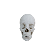 Realistic Anatomical Human Skull Statue, Desktop and Home Display Decor Ornament — white background