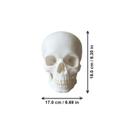Realistic Detailed Human Skull Decor Statue, Solid Smooth Figurine for Home Tabletop and Halloween Display — dimensions