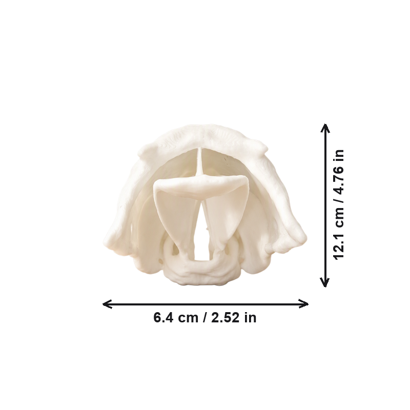 Human Upper Airway Anatomical Model for Anatomy Learning and Intubation Training — dimensions