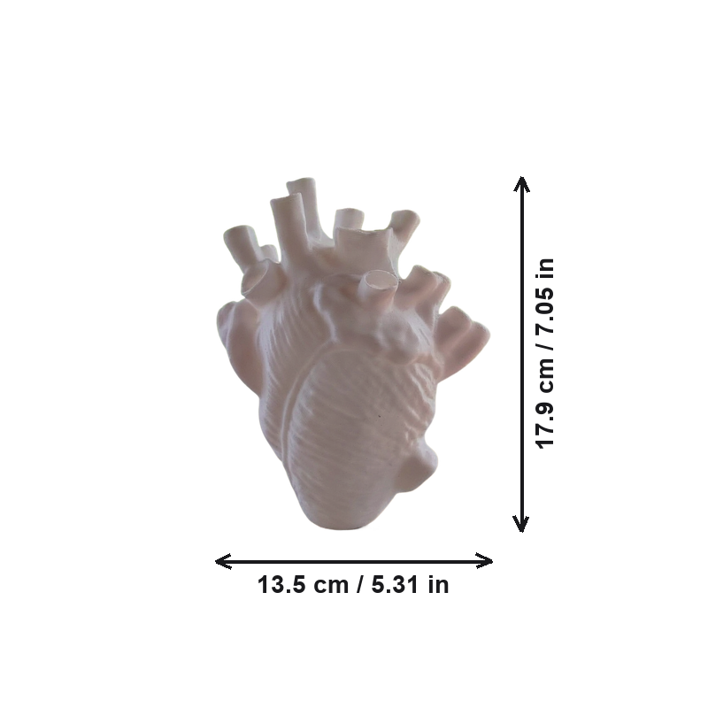 Anatomical Heart Shaped Decorative Vase, Unique Sculpture Accent for Desk, Shelf and Living Space — dimensions
