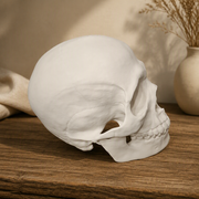 Realistic Detailed Human Skull Statue Halloween Home Party Desktop Decor Ornament — product scene