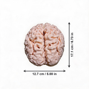 Realistic Detailed Human Brain Anatomy Model Desktop Display Decor for Home and Science Themed Spaces — white background