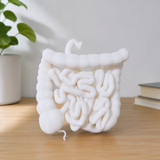 Human Small and Large Intestine Anatomical Educational Display Model With Appendix — additional product view