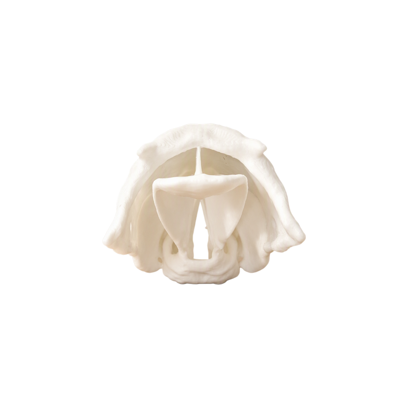Human Upper Airway Anatomical Model for Anatomy Learning and Intubation Training — white background