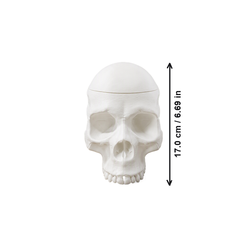 White Skull Shaped Lidded Storage Box with Realistic Details, Decorative Trinket Container